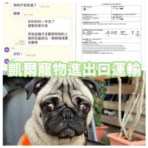 2025/02/20『美國』巴哥犬陪主人一起移民美國啦~~~~~